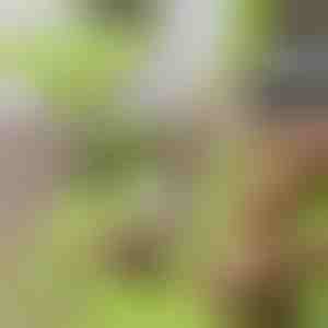 Griešanas dēlītis ar noņemamu trauku 2 in 1| CHOPPINATA