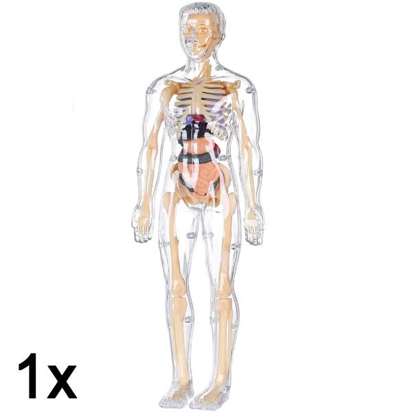 1x 3D cilvēka ķermeņa anatomijas mācību modelis | FLESHTOPIA