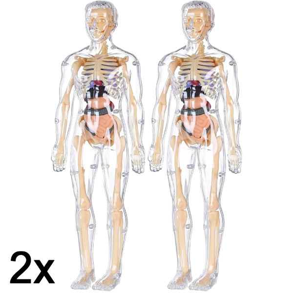 2x 3D cilvēka ķermeņa anatomijas mācību modelis | FLESHTOPIA
