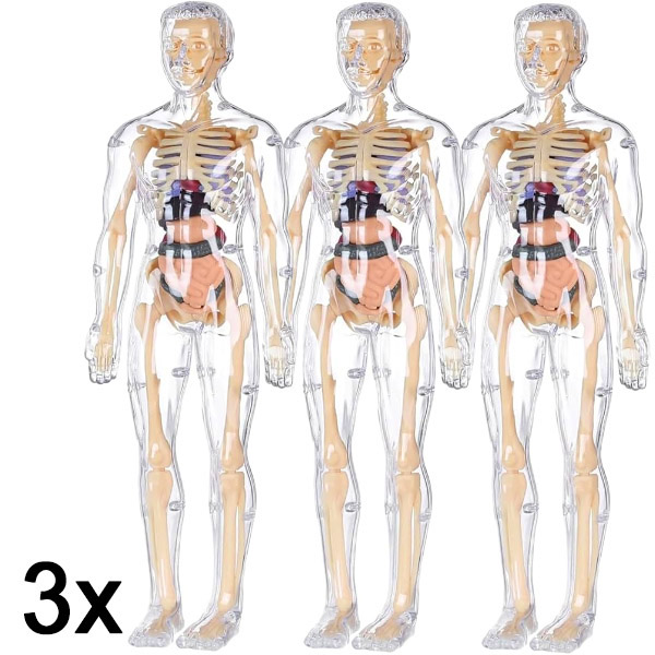 3x 3D cilvēka ķermeņa anatomijas mācību modelis | FLESHTOPIA